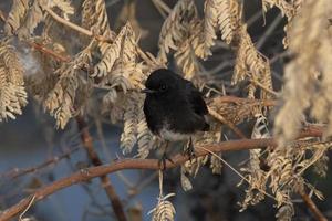 gescheckt Busch Plaudern oder Saxicola caprata beobachtete in der Nähe von nalsarovar im Gujarat, Indien foto