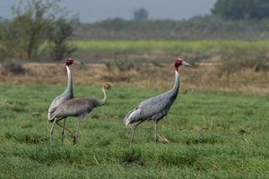 sarus Kran oder Antigone Antigone beobachtete in der Nähe von nalsarovar im Gujarat, Indien foto