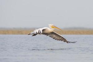 Dalmatiner Pelikan oder Pelecanus knusprig, beobachtete im nalsarovar im Gujarat, Indien foto