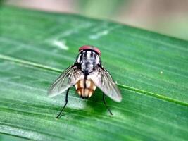 fliegt auf Grün Blätter Makro Foto