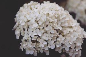 Blume von Weiß Hortensie unter Grün Blätter im Sommer- Garten foto