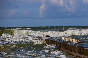 Möwen Sitzung auf ein hölzern Wellenbrecher auf ein warm sonnig Sommer- Tag beim das Strand von das baltisch Meer foto