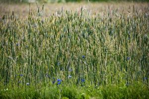 Mais auf das Feld mit Blau Kornblumen auf ein Sommer- Tag Erstellen das Hintergrund foto