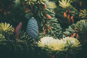 Blau Kiefer Kegel auf das Ast von Nadelbaum im Nahansicht foto