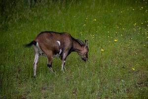 Ziege Gehen lose um das Bauernhof auf ein Sommer- Tag foto