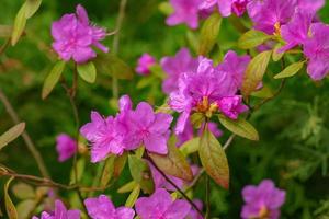 Rosa Blumen von Rhododendron Kopieren Raum. Rhododendron ledebourii. Frühling blühen Rhododendron. Nahansicht Schuss von Rhododendron dauricum Blumen, Beliebt Namen Bagulnik, maralnik foto