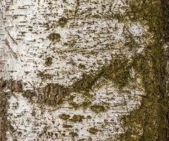 Birkenrindenstruktur. die Textur der Birkenrinde. Birkenrinde Hintergrund. Birkenstamm, Betula pendula. foto