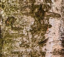 Birkenrindenstruktur. die Textur der Birkenrinde. Birkenrinde Hintergrund. Birkenstamm, Betula pendula. foto