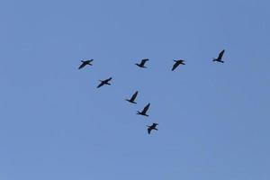 Herde von großartig schwarz Kormorane fliegend im ein Blau Himmel foto