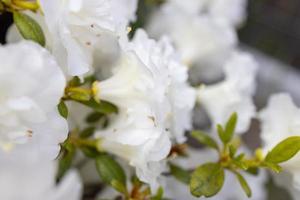 Weiß Azalee im das Sommer- Garten foto