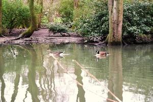 süß Wasser Vögel beim See Seite von lokal Öffentlichkeit Park foto