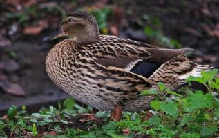 süß Wasser Vögel beim See Seite von lokal Öffentlichkeit Park foto