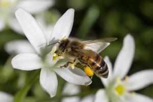 schließen oben von Biene Versammlung Pollen auf Weiß Blume foto