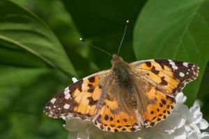 braun Schmetterling Sitzung auf Weiß lila blühen foto