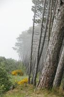 Wald wachsend auf das Dünen auf das Strand von das baltisch Meer auf ein nebelig Tag Polen foto