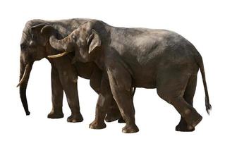 zwei Erwachsene Elefanten gehen Nächster zu jeder andere, Tiere sind isoliert auf ein Weiß Hintergrund foto