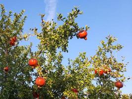 Baum mit Granatapfel Früchte mit das Himmel im das Hintergrund foto