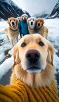 ein Gruppe von golden Retriever Hunde tragen schön Hund Sweatshirt generativ ai foto