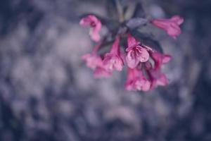 Busch mit Rosa Blumen im Nahansicht foto