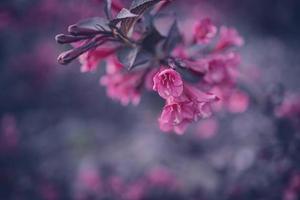 Busch mit Rosa Blumen im Nahansicht foto