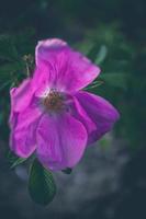 wild Rose Blume im Nahansicht auf das Busch im natürlich Lebensraum foto