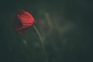 rot Mohn auf ein Grün Hintergrund im das natürlich Umgebung foto