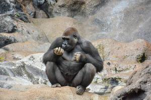 Gorilla im Zoo foto