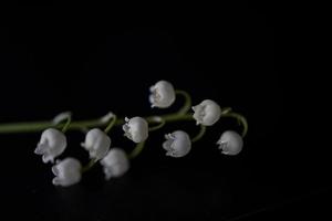 wenig Weiß Lilie von das Senke Zweig auf ein schwarz glatt Hintergrund foto