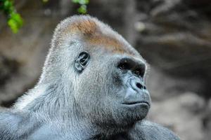 Gorilla im Zoo foto