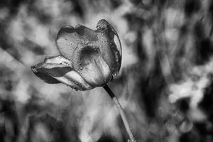 rot Tulpe mit Wasser Tröpfchen im das Garten foto