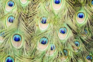 beschwingt Pfau Gefieder foto