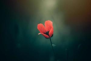 rot Mohn auf ein Grün Hintergrund im das Sonnenschein foto