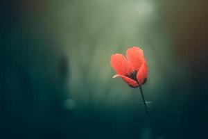 rot Mohn auf ein Grün Hintergrund im das Sonnenschein foto