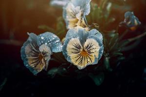 Stiefmütterchen wachsend im das Frühling Garten foto