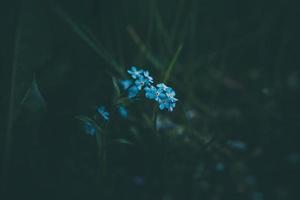 Blau vergessen Sie mich nicht Blumen unter das Grün hoch Gras foto