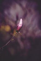 Rosa Magnolie Blume Blühen auf das Garten Baum auf ein warm Frühling Tag foto