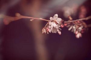 Frühling Baum Blühen im Rosa im Nahansicht draußen im das warm Sonnenschein foto