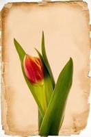 einer Frühling rot Tulpe auf das Hintergrund von ein alt Beige Papier Karte foto