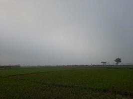 Grün landwirtschaftlich Felder und Wiesen, Sommer- Landschaft mit, ländlich Landschaft, landwirtschaftlich Land mit Pflanzen und landet im einfach Farben mit Blau Himmel foto