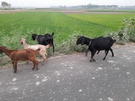 etwas Tiere Rückkehr Zuhause im das Abend neben Grün landwirtschaftlich Felder und Wiesen, Sommer- Landschaft mit, Bangladesch, Asien foto