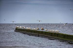 Landschaft mit Vögel Möwen Sitzung auf das Wellenbrecher auf das Ufer von das baltisch Meer foto