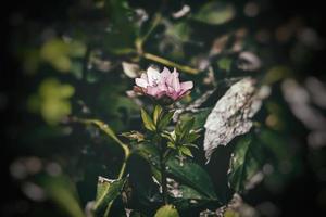 Frühling blass Rosa Nieswurz gegen das Hintergrund von dunkel Grün Blätter im das Park foto