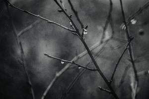 Regentropfen auf ein Ast von ein blattlos Baum im Nahansicht im Januar foto