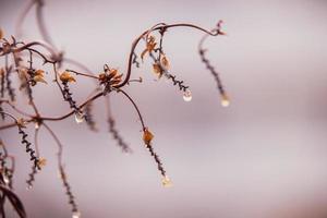 Regentropfen auf ein Ast von ein blattlos Baum im Nahansicht im Januar foto