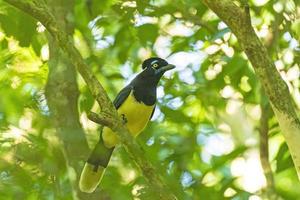 Plüsch mit Haube Jay im das Wald foto