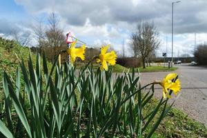 niedrig Winkel Aussicht von lokal Öffentlichkeit Park und schön Bäume ein klar und kalt Tag von 22. März 2023 beim Luton Stadt, Dorf von England Vereinigtes Königreich. foto