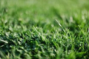 frisch Blätter von jung Grün Rasen Gras Nahaufnahme, Kleeblatt und Mikro Kleeblatt Sprossen zum Landschaft Design und Garten Landschaftsbau. Ökologie und Pflege zum Natur wie ein Weg von Leben foto