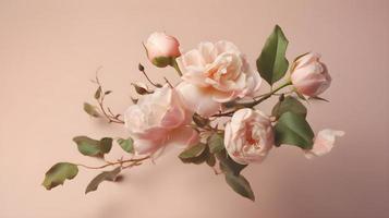 schweben Pastell- Rosa Rose Strauß auf isoliert Beige zum Schönheit Produkt Beförderung oder Text foto