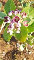 Calotropis Gigante, das Krone Blume, ist ein Spezies von Calotropis einheimisch zu Kambodscha, Vietnam, Bangladesch, Indonesien, Malaysia, das Philippinen, Thailand, sri lanka, Indien, China, Pakistan, Nepal. foto