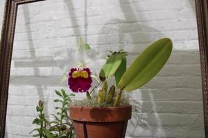 schön Orchidee Pflanzen Blühen im das Sommer- foto